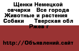 Щенки Немецкой овчарки - Все города Животные и растения » Собаки   . Тверская обл.,Ржев г.